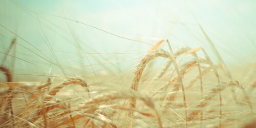 Rancher on a big lot